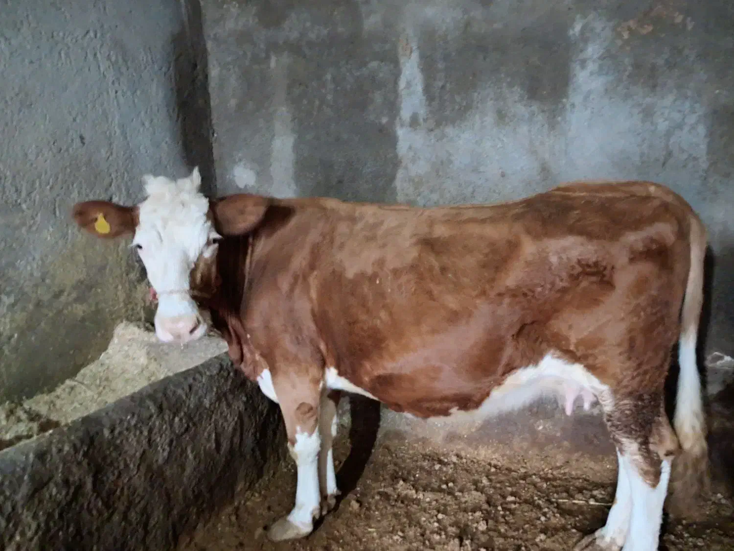 گاو کشتار|حیوانات مزرعه|سیلاخور, |دیوار