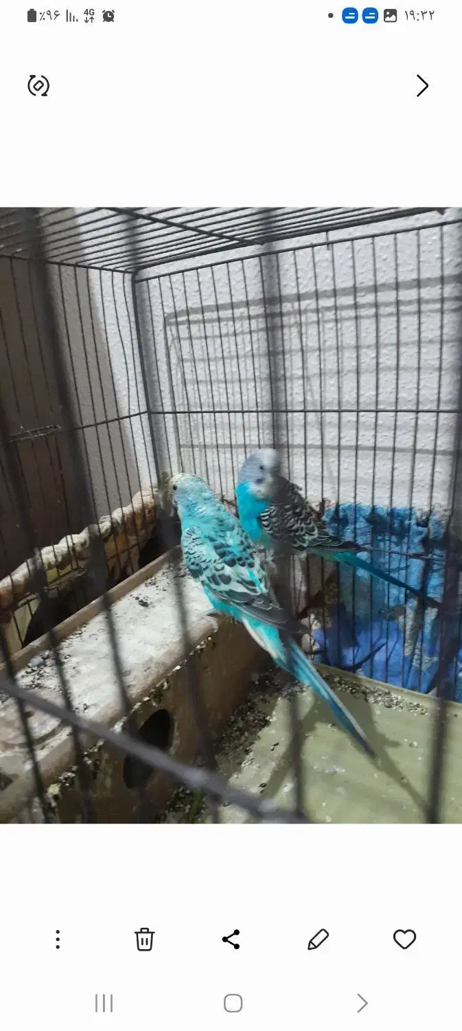 مرغ عشق|پرنده|شاهینشهر, خانه کارگر|دیوار