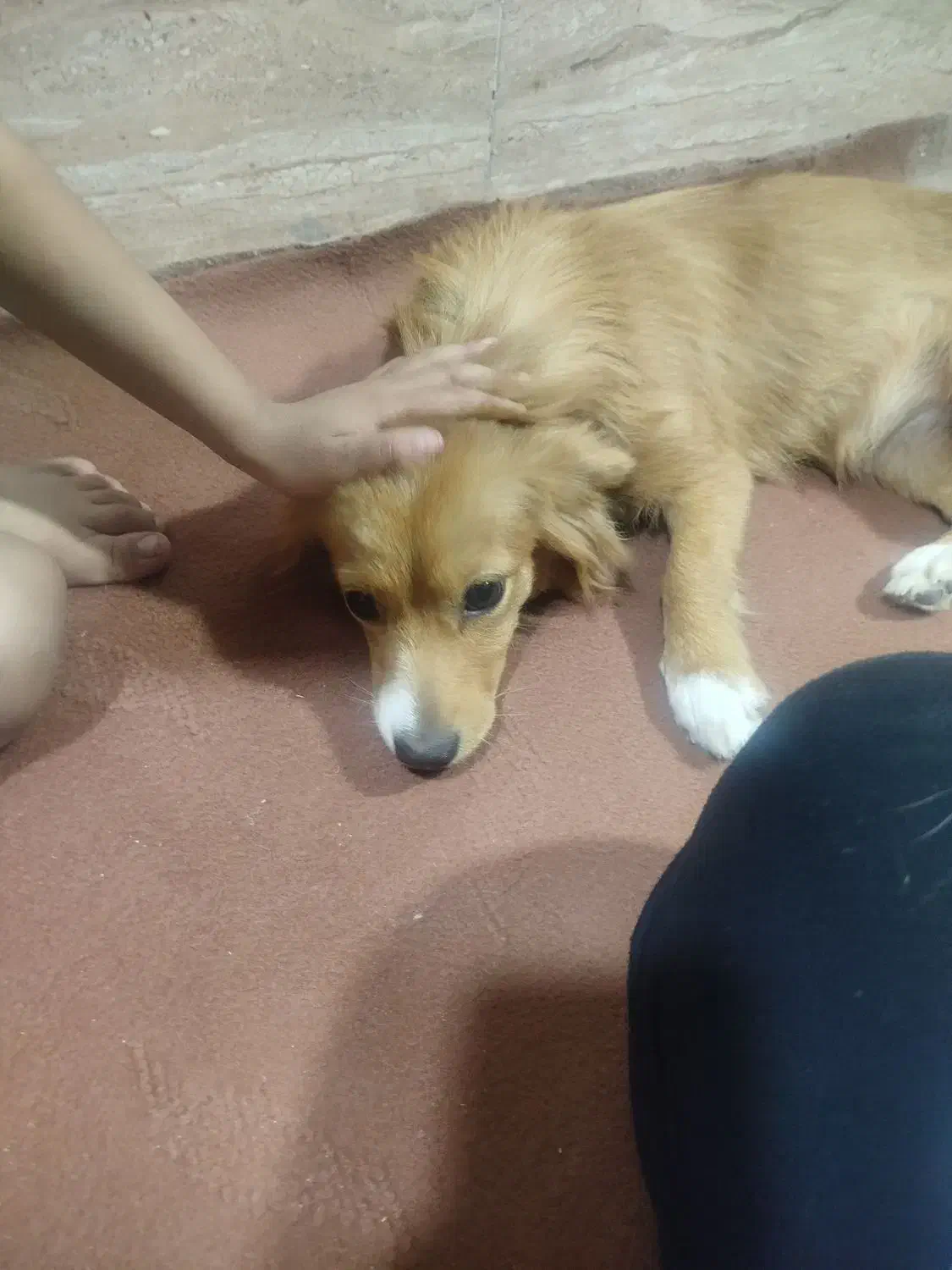 واگذاری سگ خارجی|سگ|باوی, |دیوار