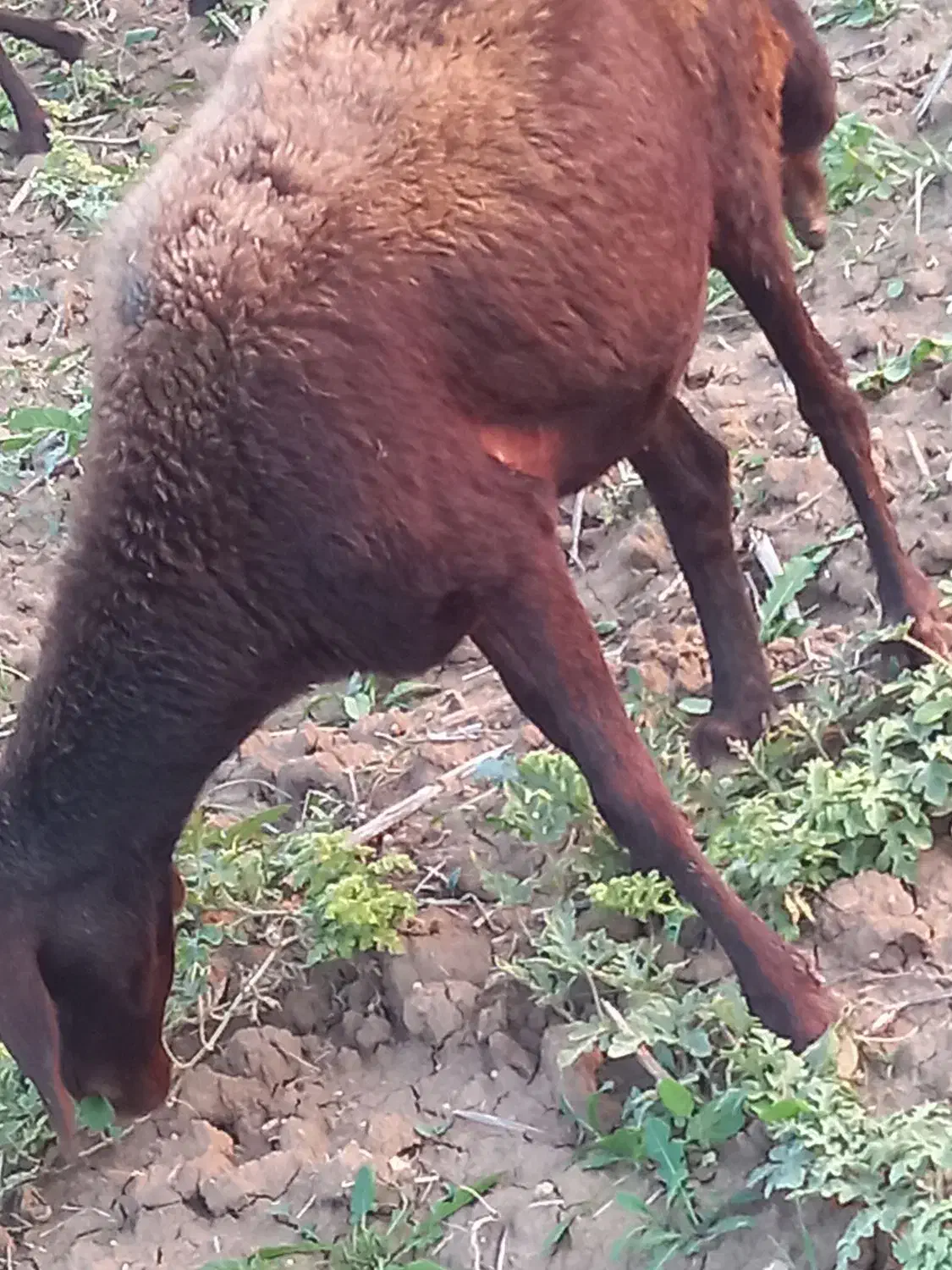 گوسفند شیشک آبستن توضیحات کامل نوشته شده است|حیوانات مزرعه|آزادشهر, |دیوار