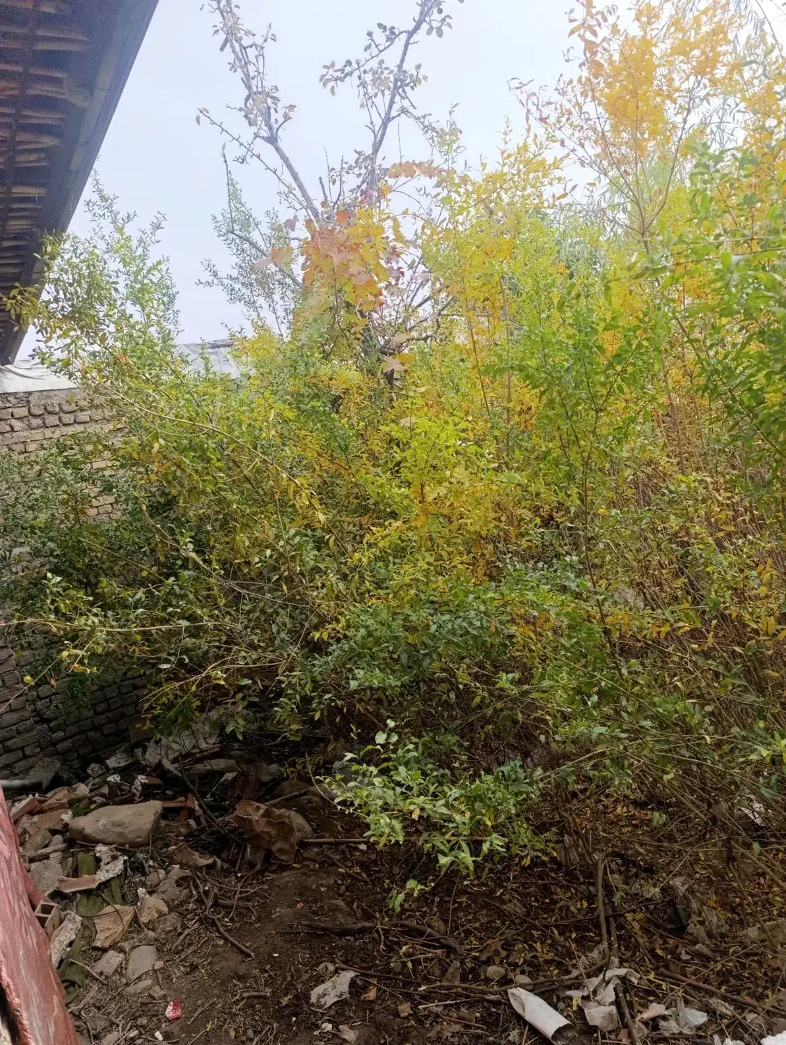 نهال انار در یک|گل و گیاه طبیعی|خان ببین, |دیوار