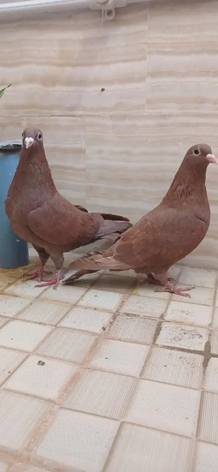 سرخ کرمونی و ساده سیاه|پرنده|سبزوار, باهنر|دیوار