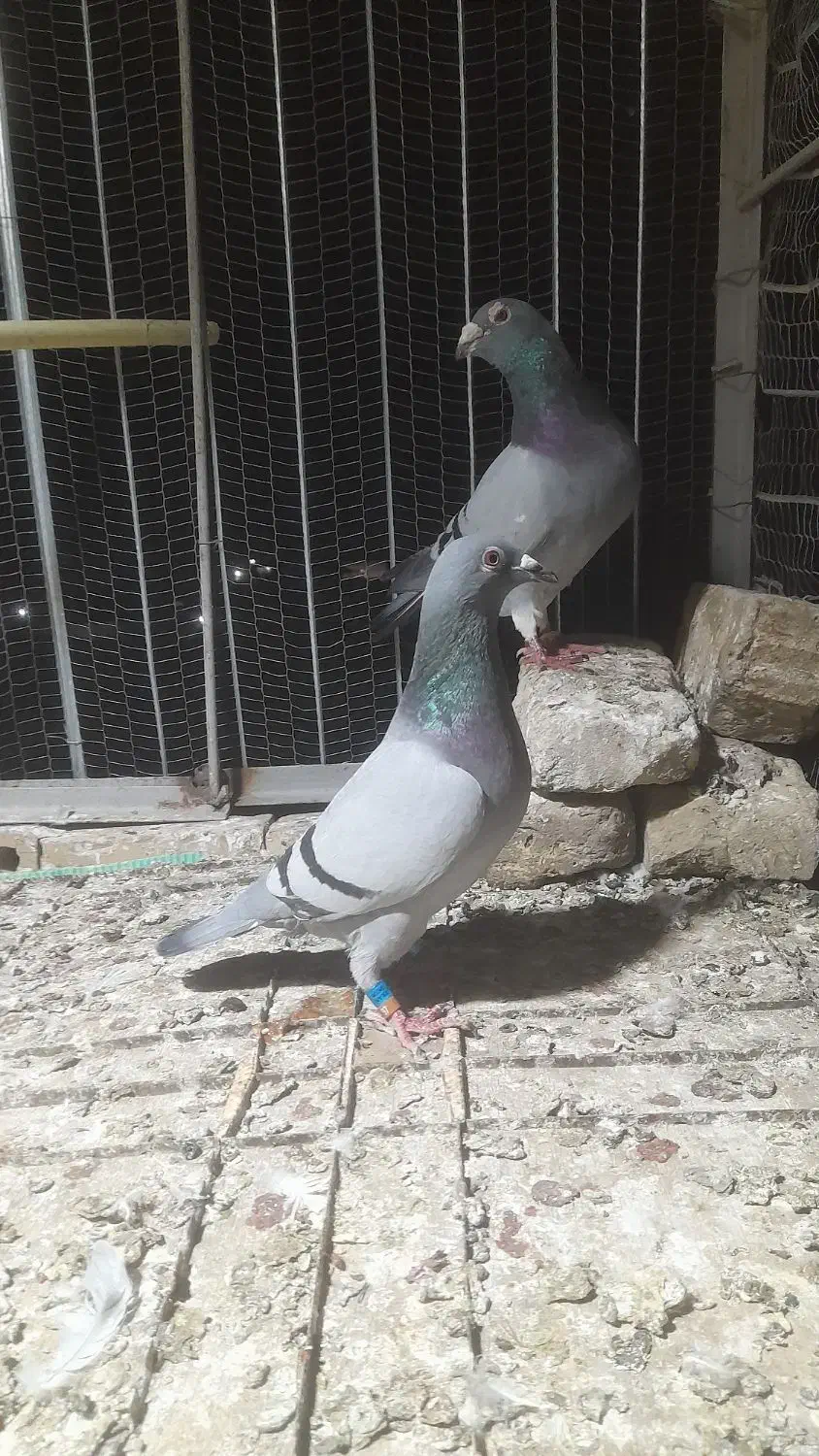 کفتر المانی پلاکی جانسون مولر سارتخت|پرنده|رضویه, |دیوار