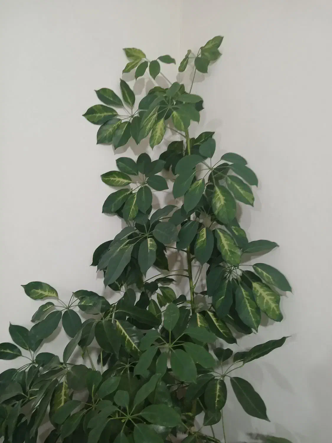 گل آپارتمانی|گل و گیاه طبیعی|نمین, |دیوار