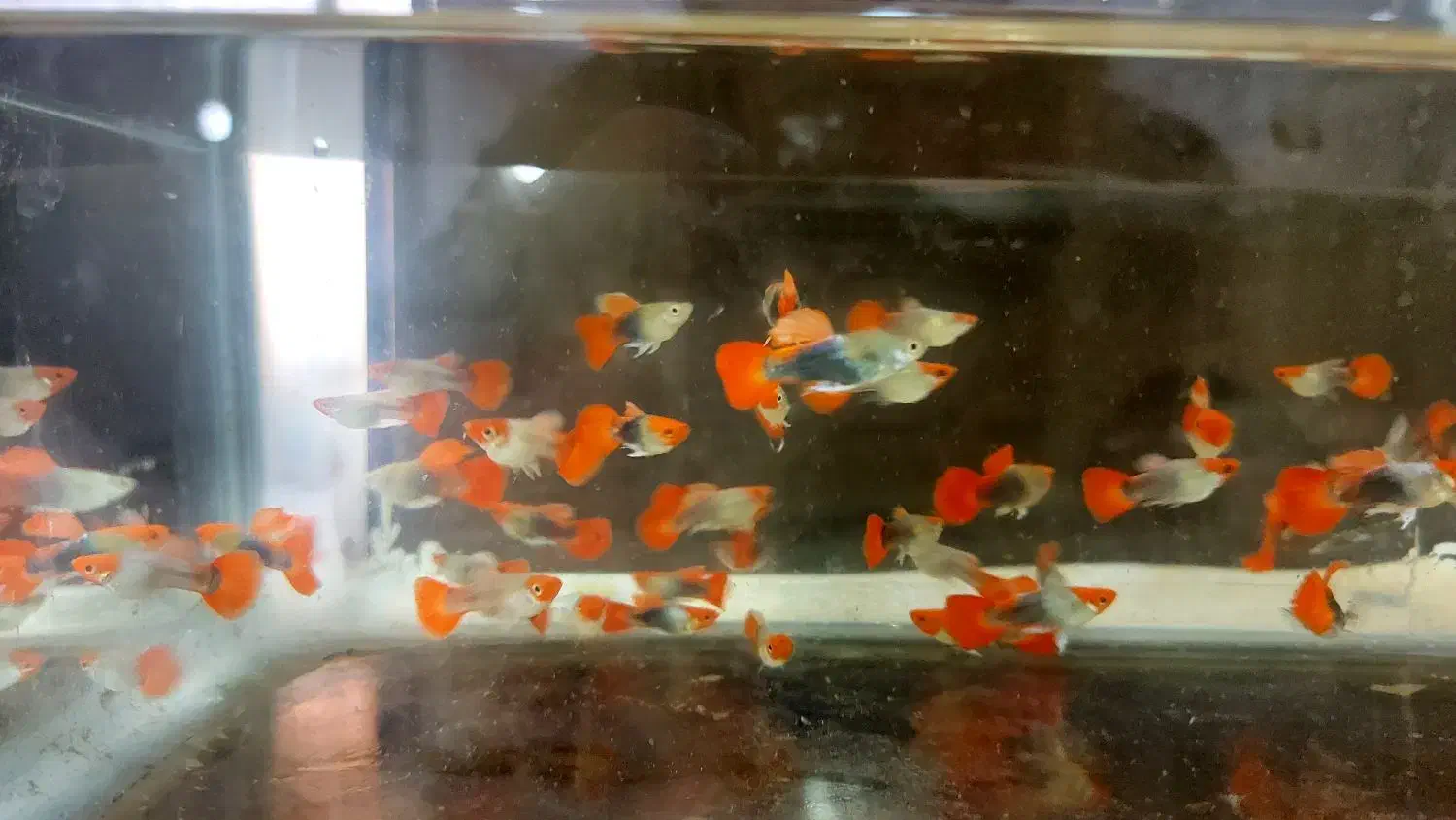 گوپی خاص|ماهی|تهران, اوقاف|دیوار