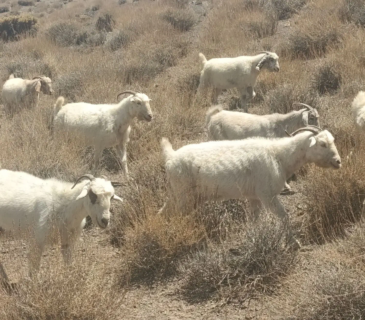 بز  راینی|حیوانات مزرعه|گلزار, |دیوار