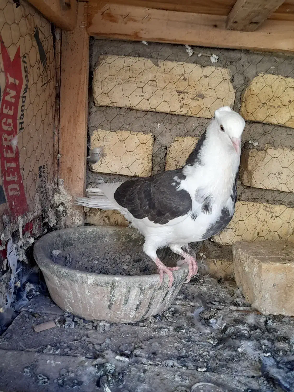 مخلفه نرگرفتنی ۲۰۰ معاوضم دارم|پرنده|کاشان, پشت شهربانی|دیوار