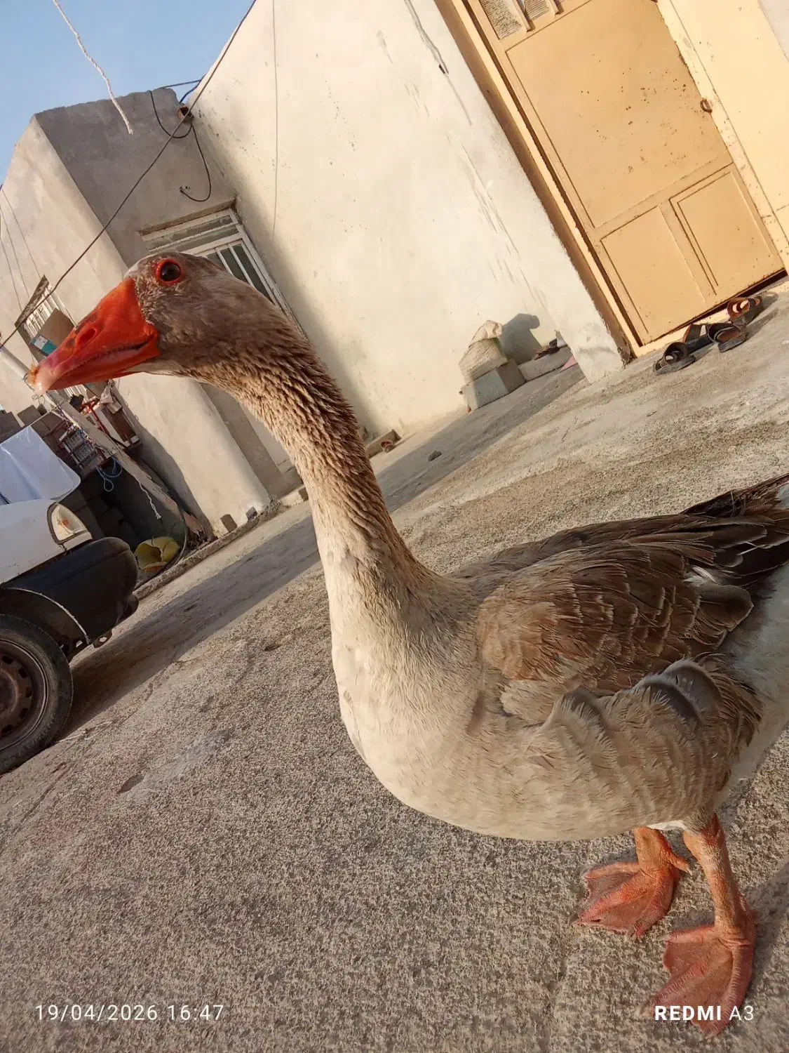 غاز|حیوانات مزرعه|تهران, میدان ولیعصر|دیوار