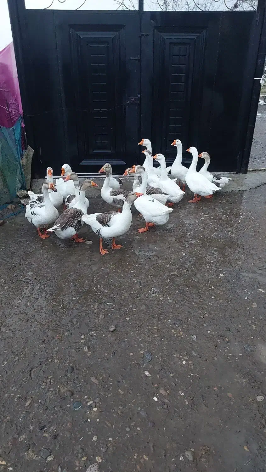 قیمت ۱۲۳۴۵۶۷۸۹۹۹۹|حیوانات مزرعه|شفت, |دیوار