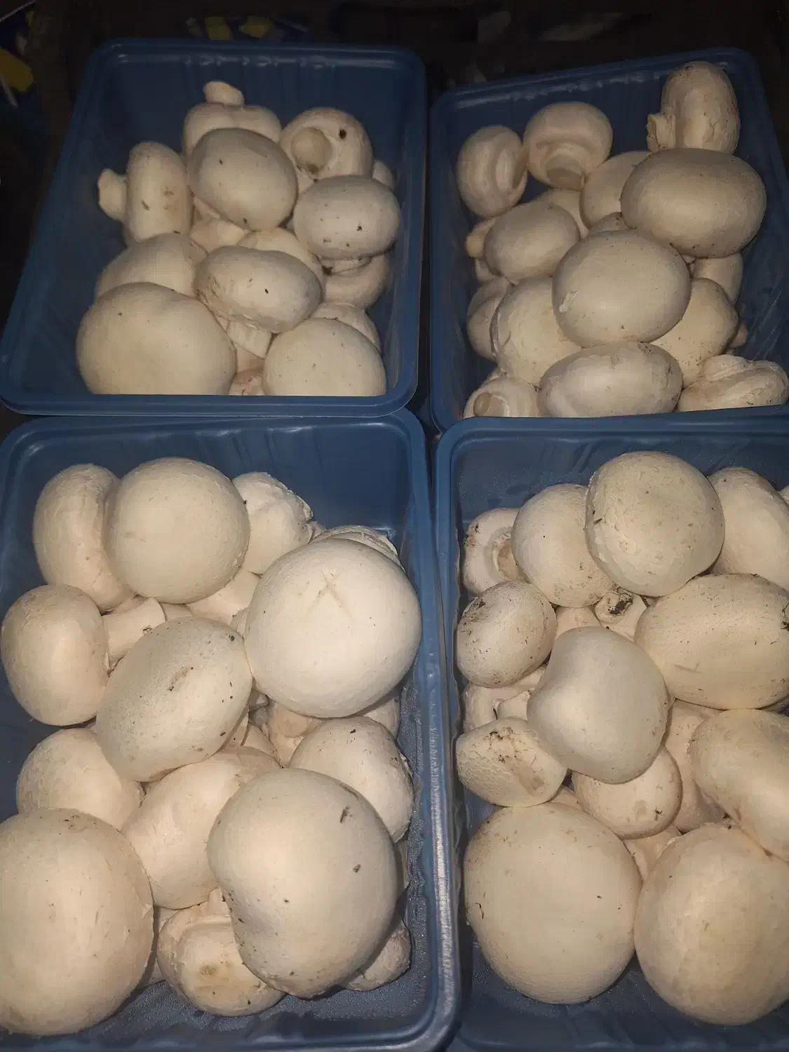 قارچ خوراکی|خوردنی و آشامیدنی|صومعه‌سرا, |دیوار