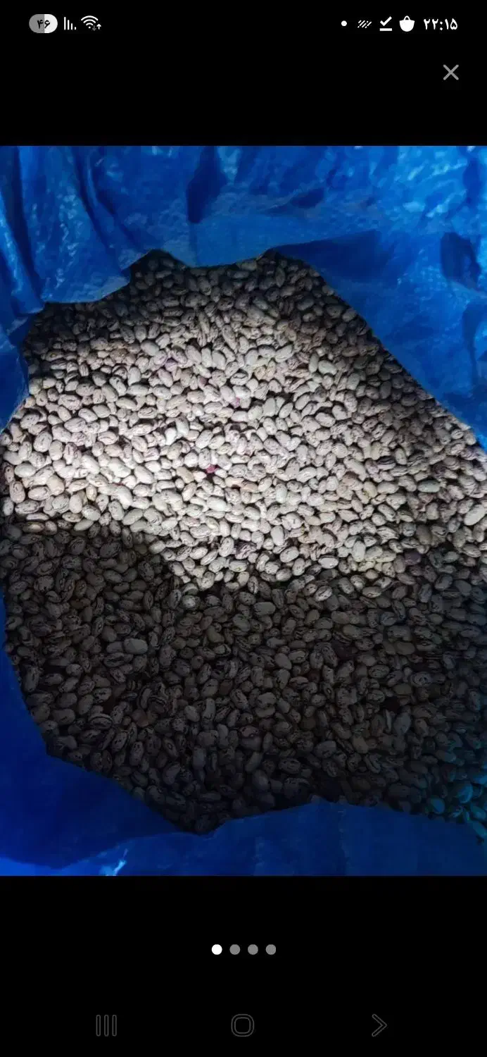 لوبیای چیدی|خوردنی و آشامیدنی|سیلوانه, |دیوار