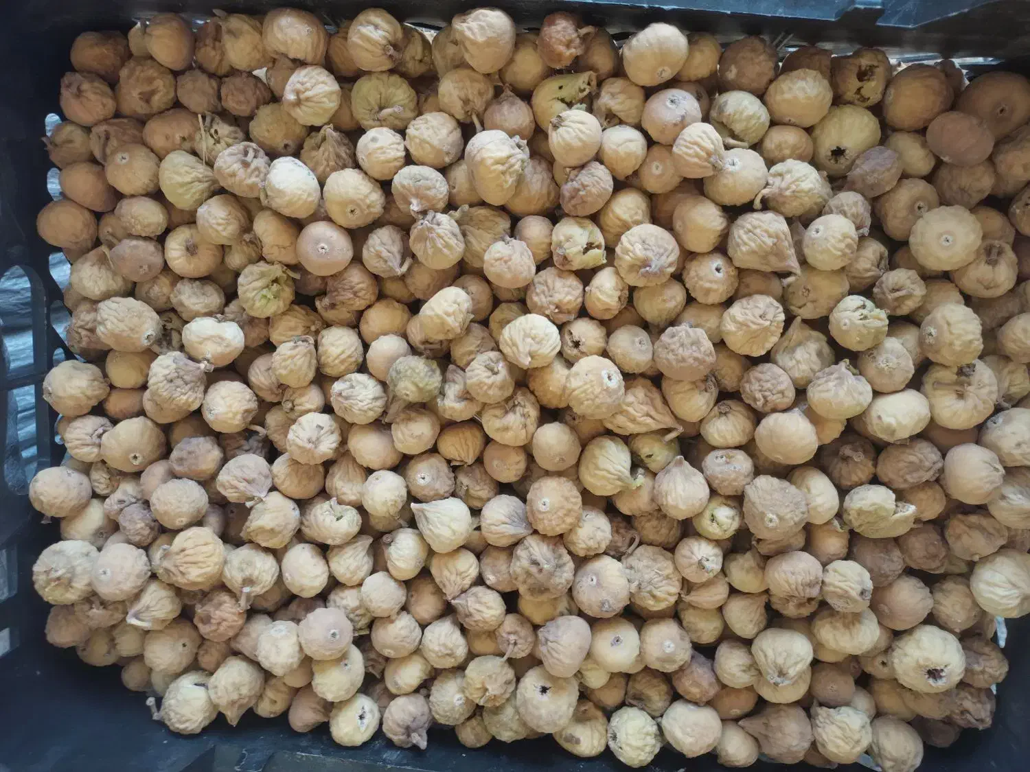 انجیر بش|خوردنی و آشامیدنی|شیراز, آزادگان|دیوار