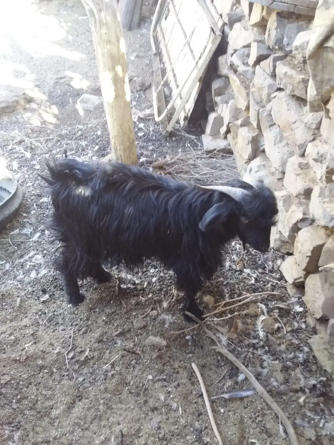 بزغاله فروشی|حیوانات مزرعه|سربیشه, |دیوار