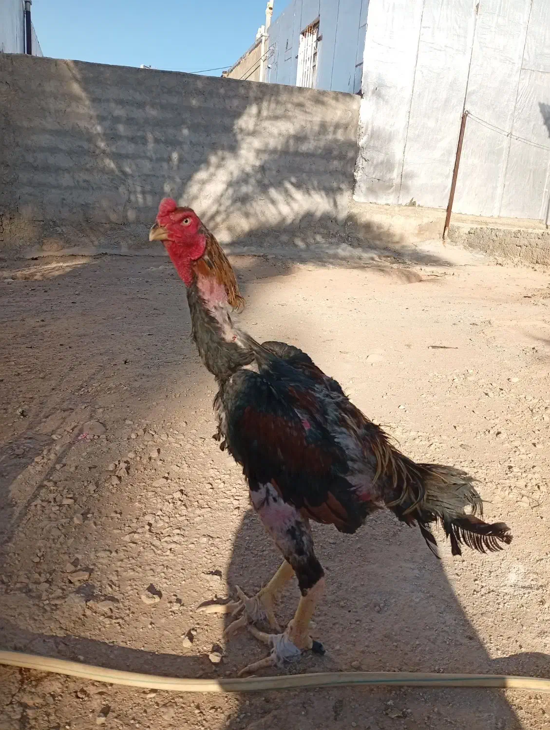 خروس لاری اوشامو|حیوانات مزرعه|سرپل ذهاب, |دیوار