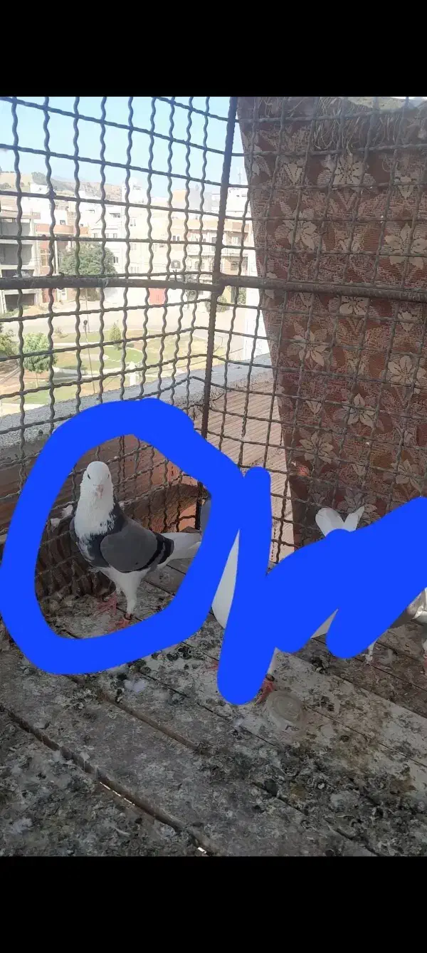 کبوتر گمشده|پرنده|گنبد کاووس, |دیوار