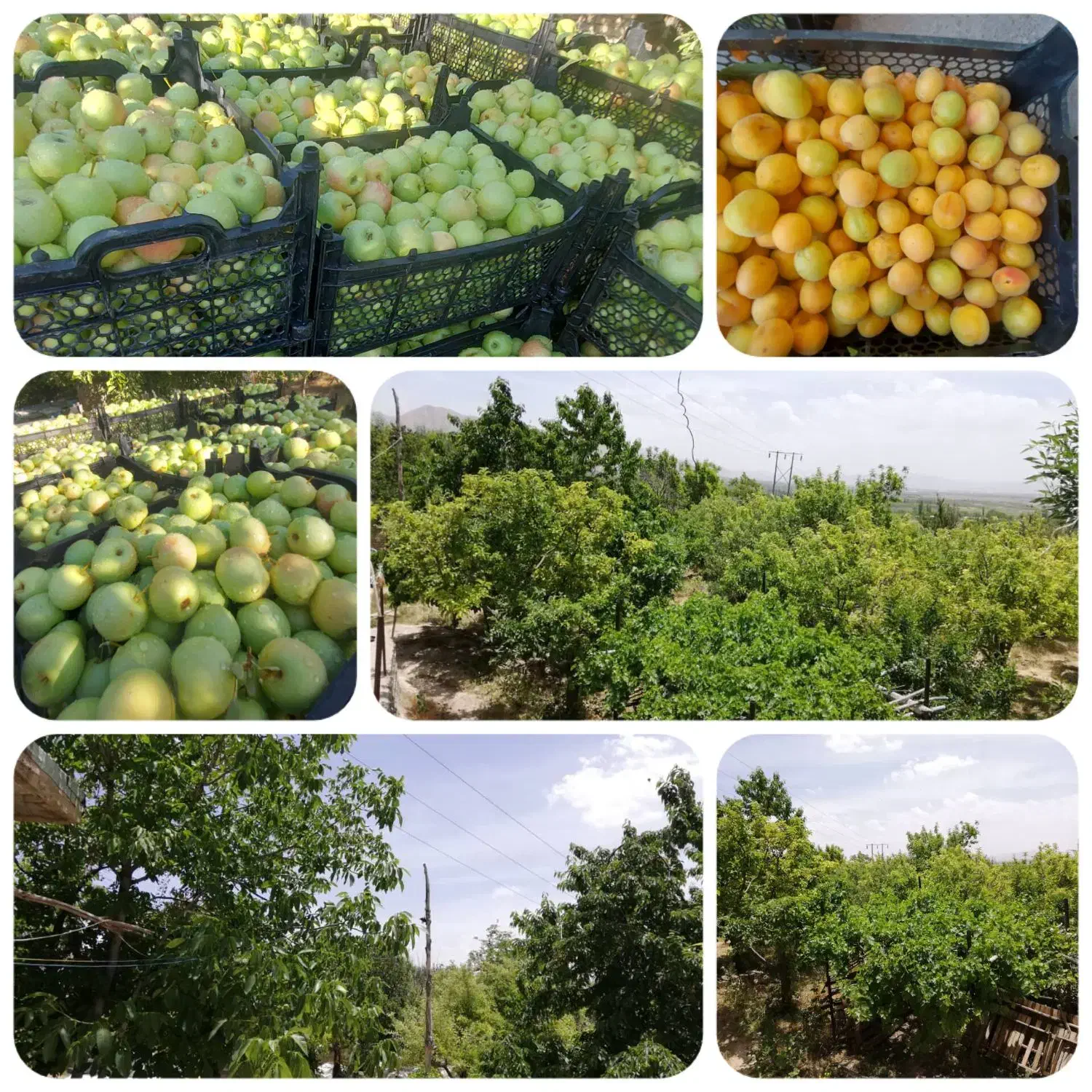 باغشهری سپیدان (کوشکک و شیربابا)|فروش دفتر صنعتی، کشاورزی، تجاری|سپیدان, |دیوار