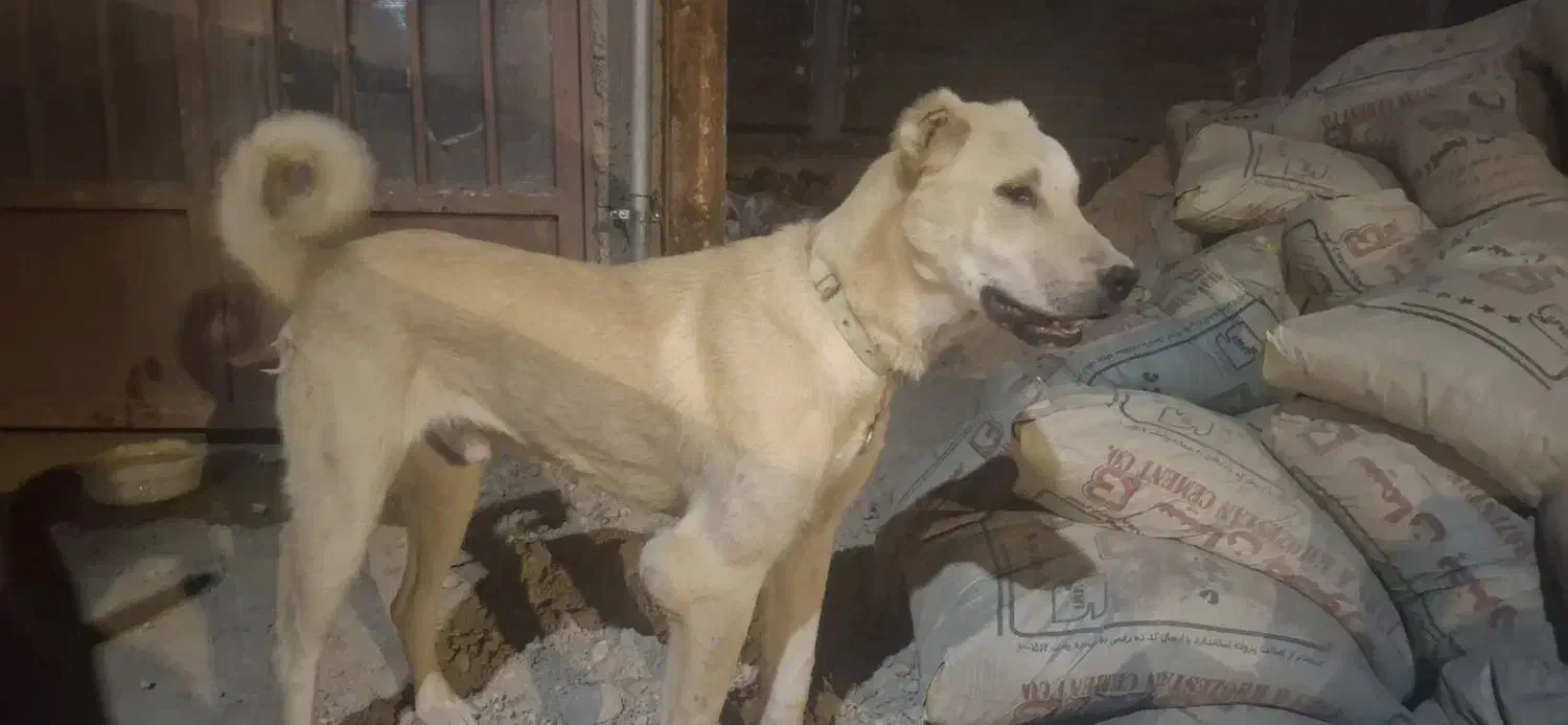 سگ گم شده|حیوانات|بجنورد, |دیوار