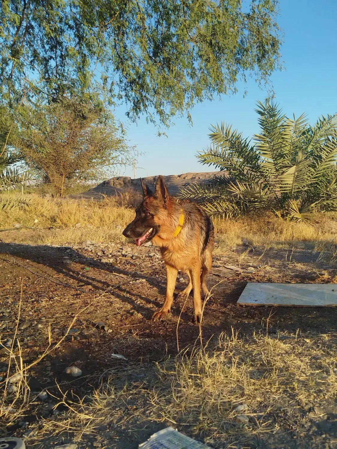 ژرمن|سگ|توکهور, |دیوار