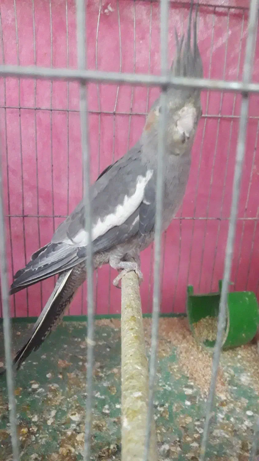 عروس هلندی ماده|پرنده|ابهر, |دیوار