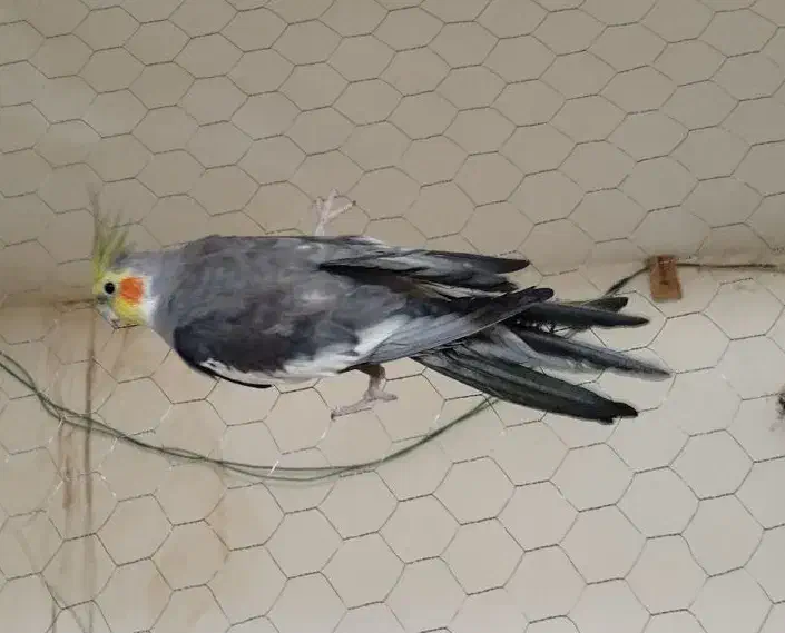 ابلغ|پرنده|قائن, |دیوار