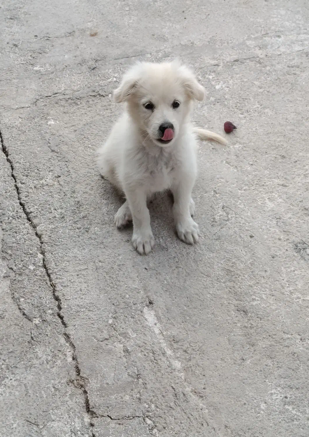 طوله خوشگل و زیبا قیمت مفت|سگ|توتکابن, |دیوار