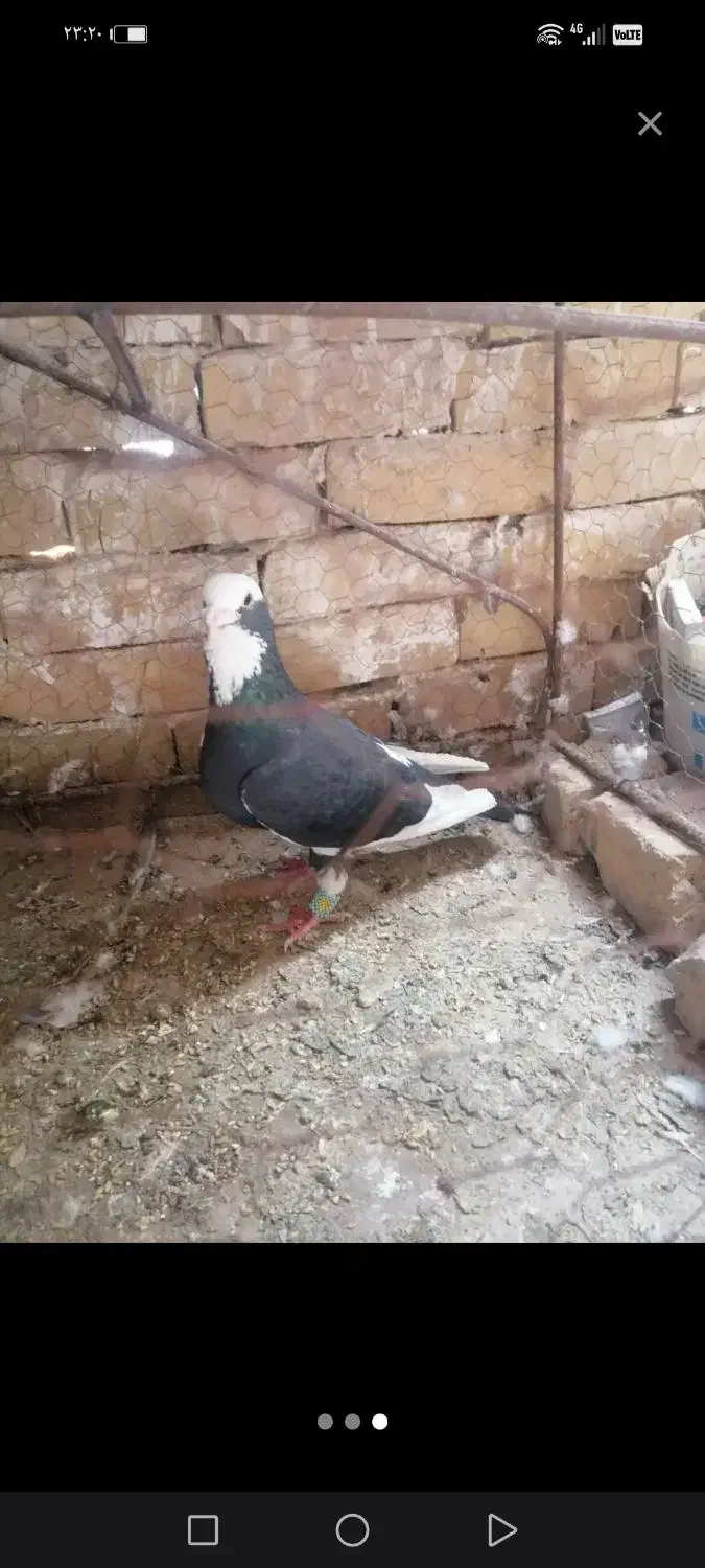 کفتر|پرنده|تربتحیدریه, پائین ولایت|دیوار