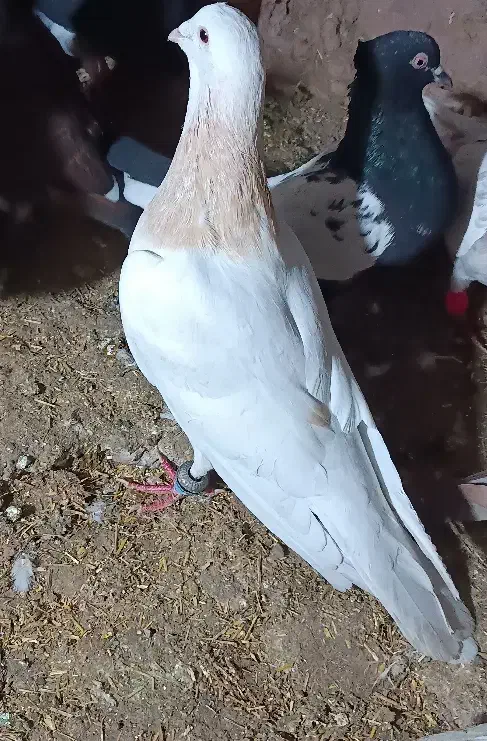 کفتر|پرنده|زاوه, |دیوار