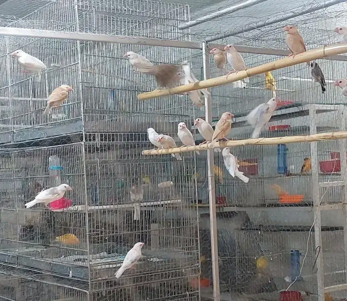 فقط فروش جوجه فنج نرگسی سفید|پرنده|کاشان, ملاصدرا|دیوار