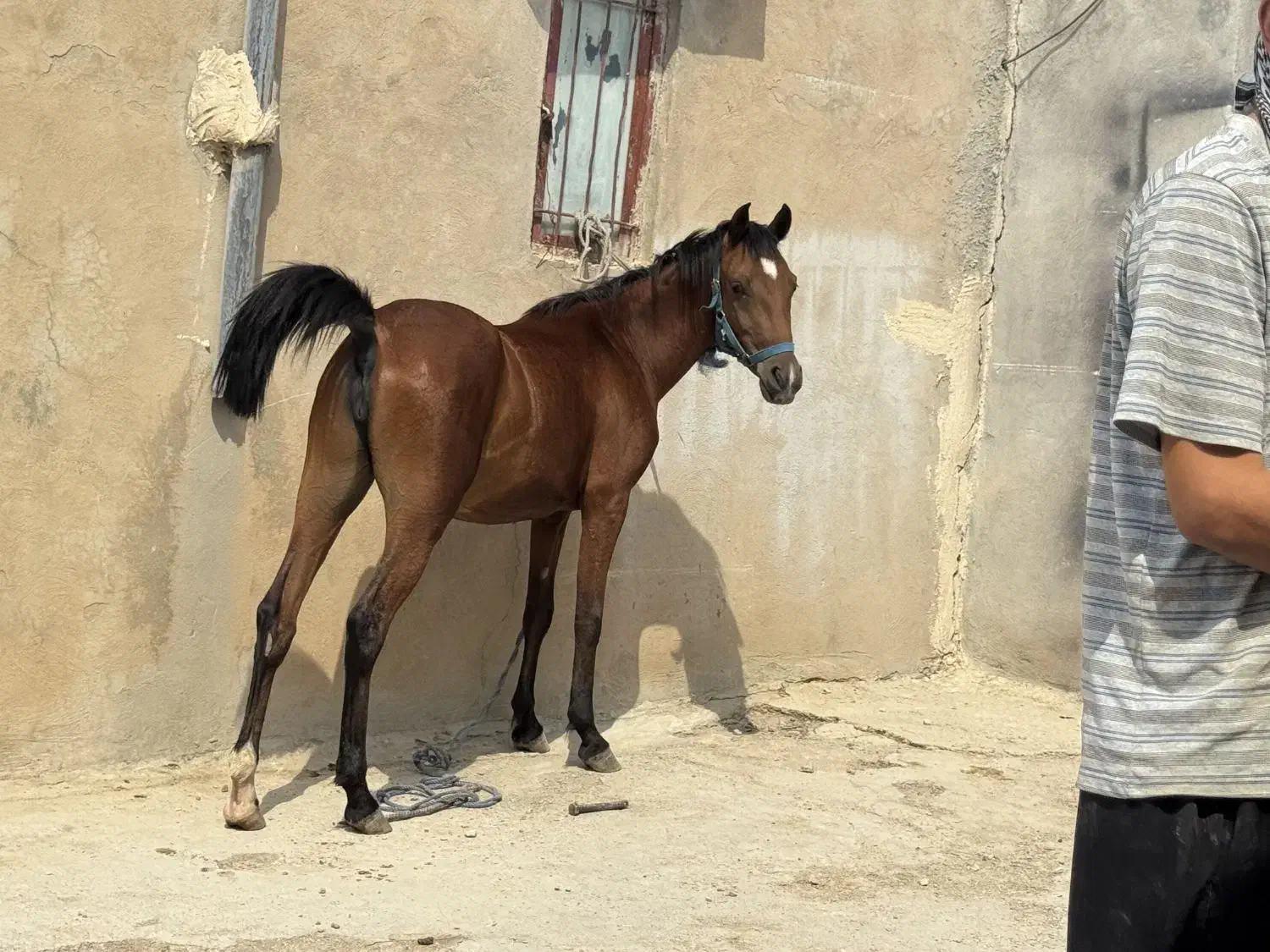 اسب کرد|اسب و تجهیزات اسبسواری|گیلان غرب, |دیوار