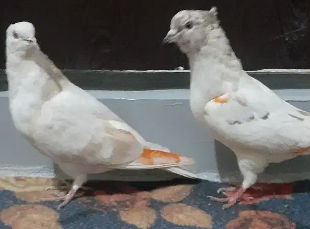 کبوتر پرشی|پرنده|کرج, بنیاد|دیوار