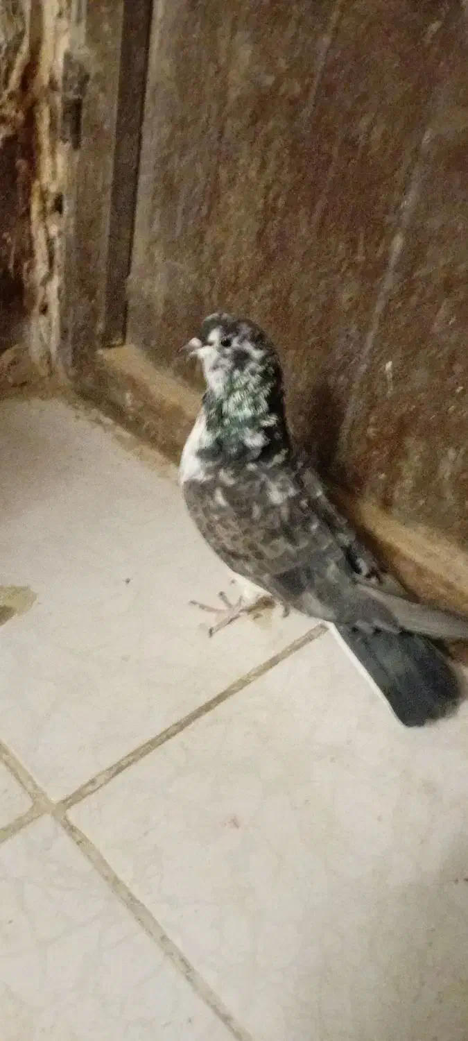 کبوتر تهرانی به شب گرفتم|پرنده|زابل, |دیوار