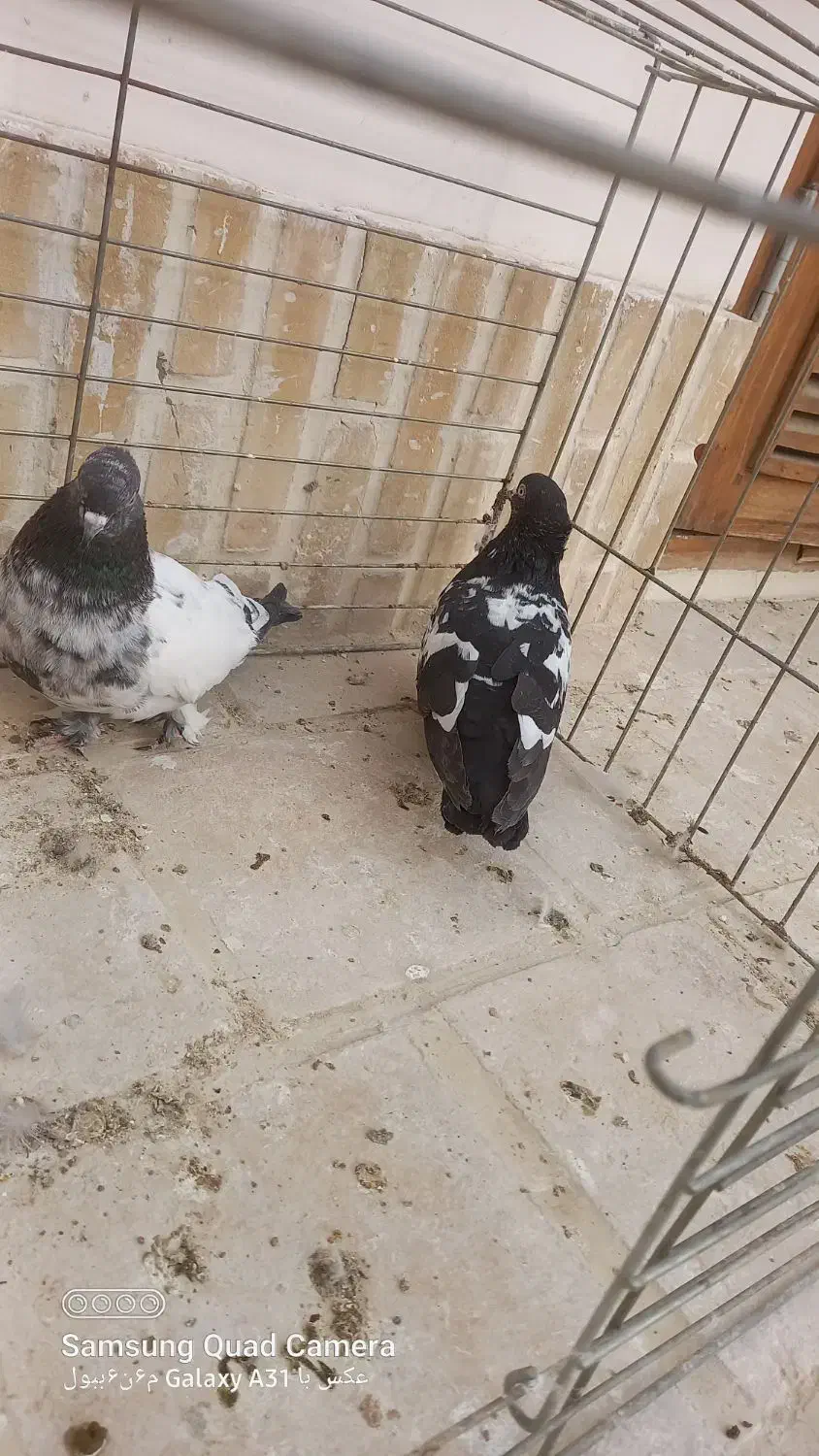 کبوتر سینه دم سیاه|پرنده|کاشان, شهرک فرهنگیان|دیوار