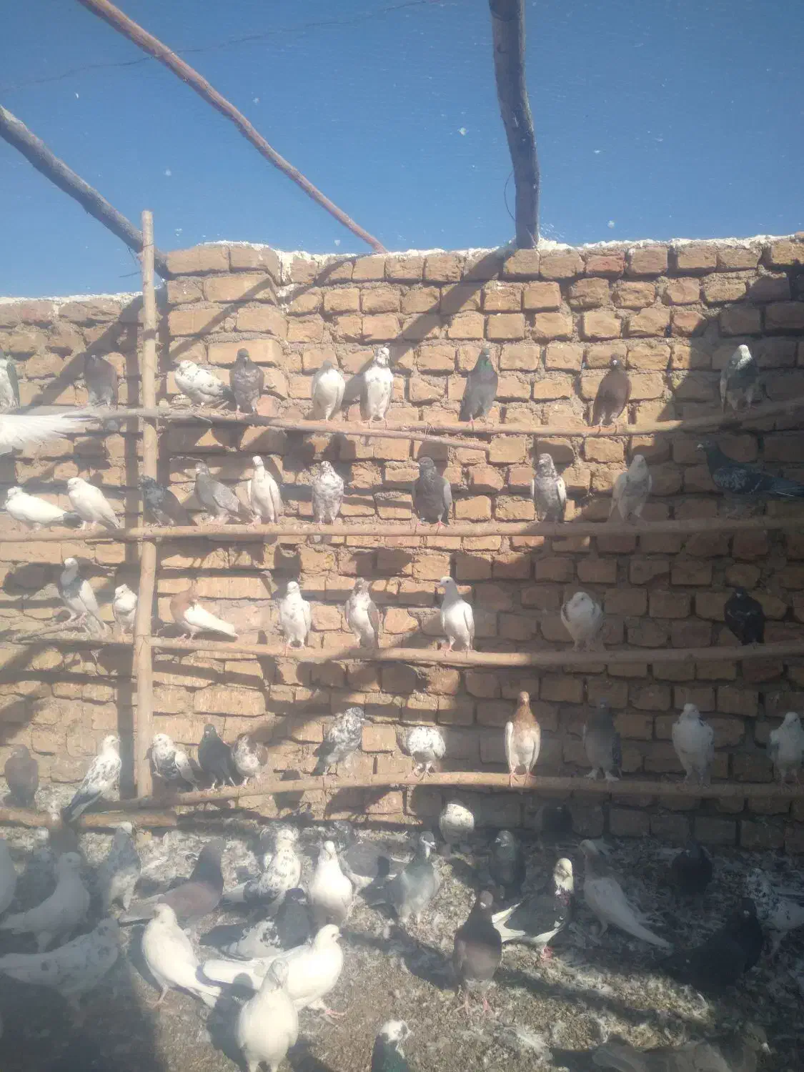۱۰۰عدد کبوتر جوان|پرنده|اردستان, |دیوار