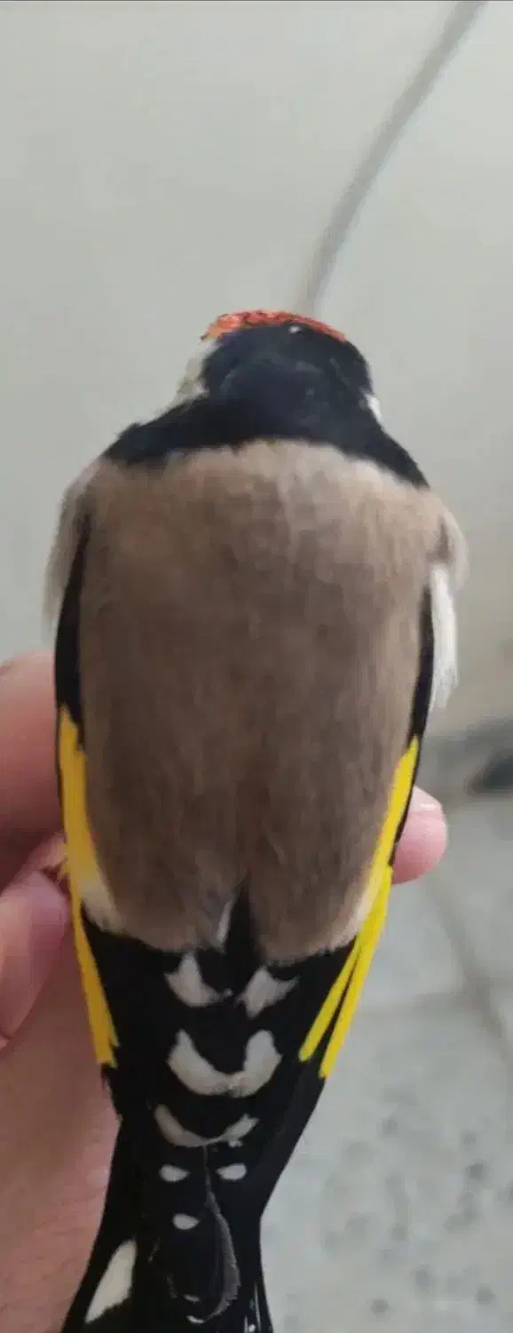 سهره|پرنده|ملکشاهی, |دیوار