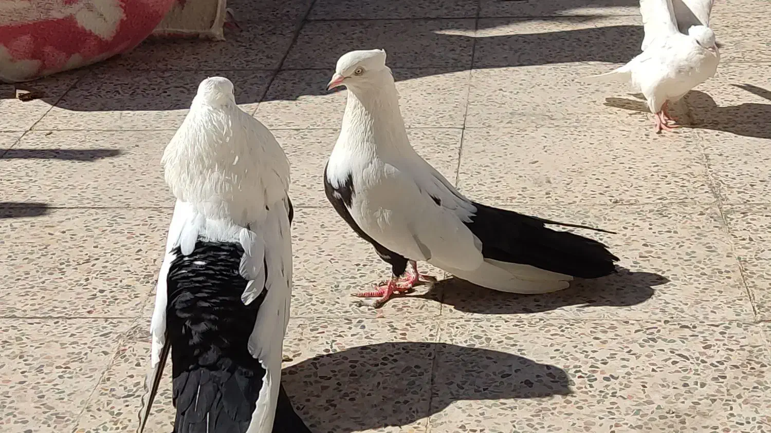 یک جفت دم سیاه درجه یک کشیده|پرنده|جم, |دیوار