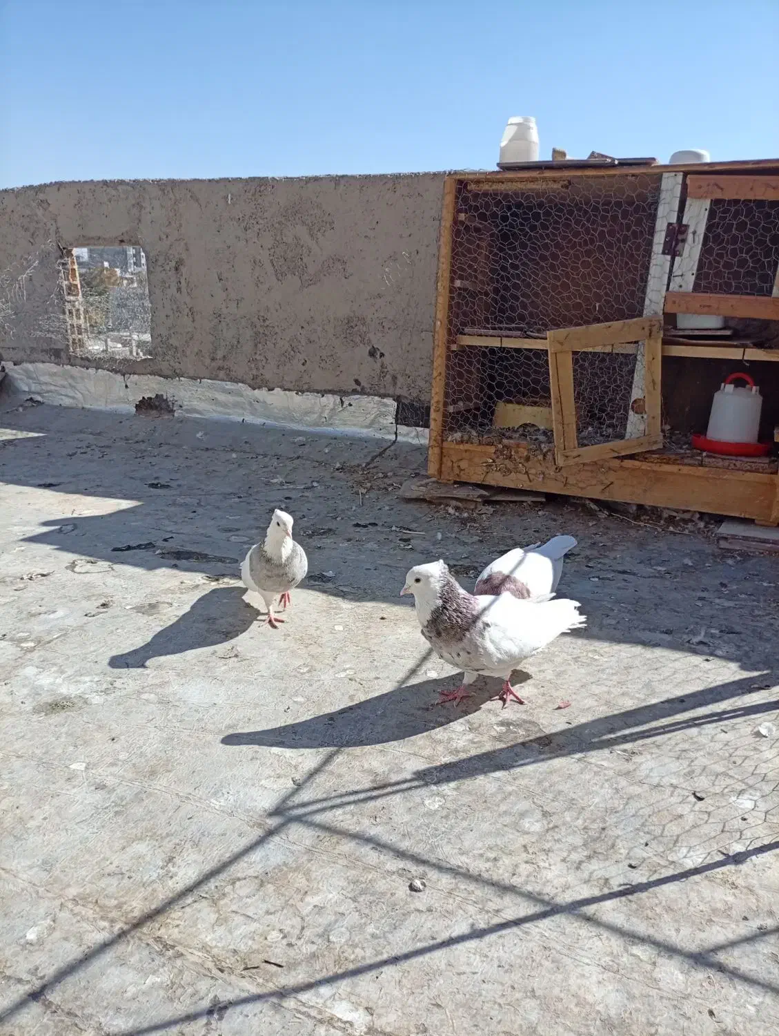 کبوتر طوقی|پرنده|بروجن, |دیوار