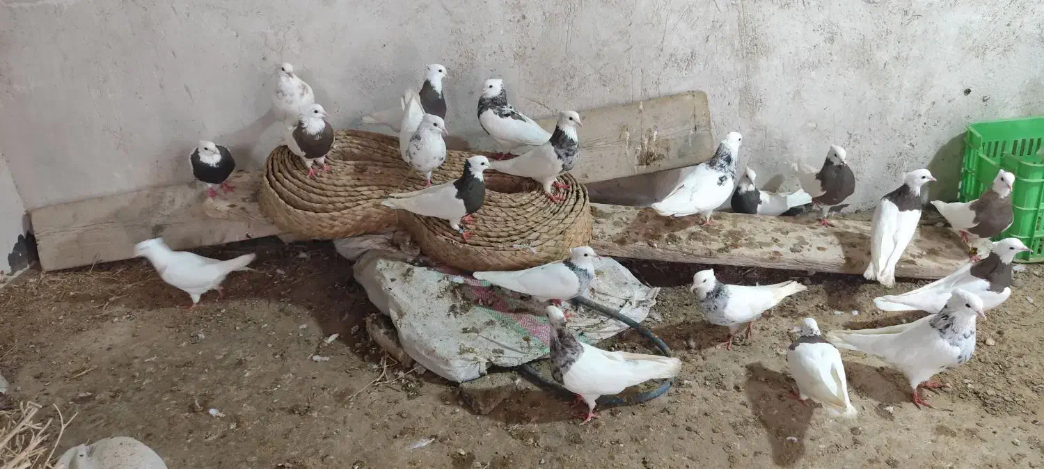 سی تا طوقی|پرنده|برازجان, |دیوار