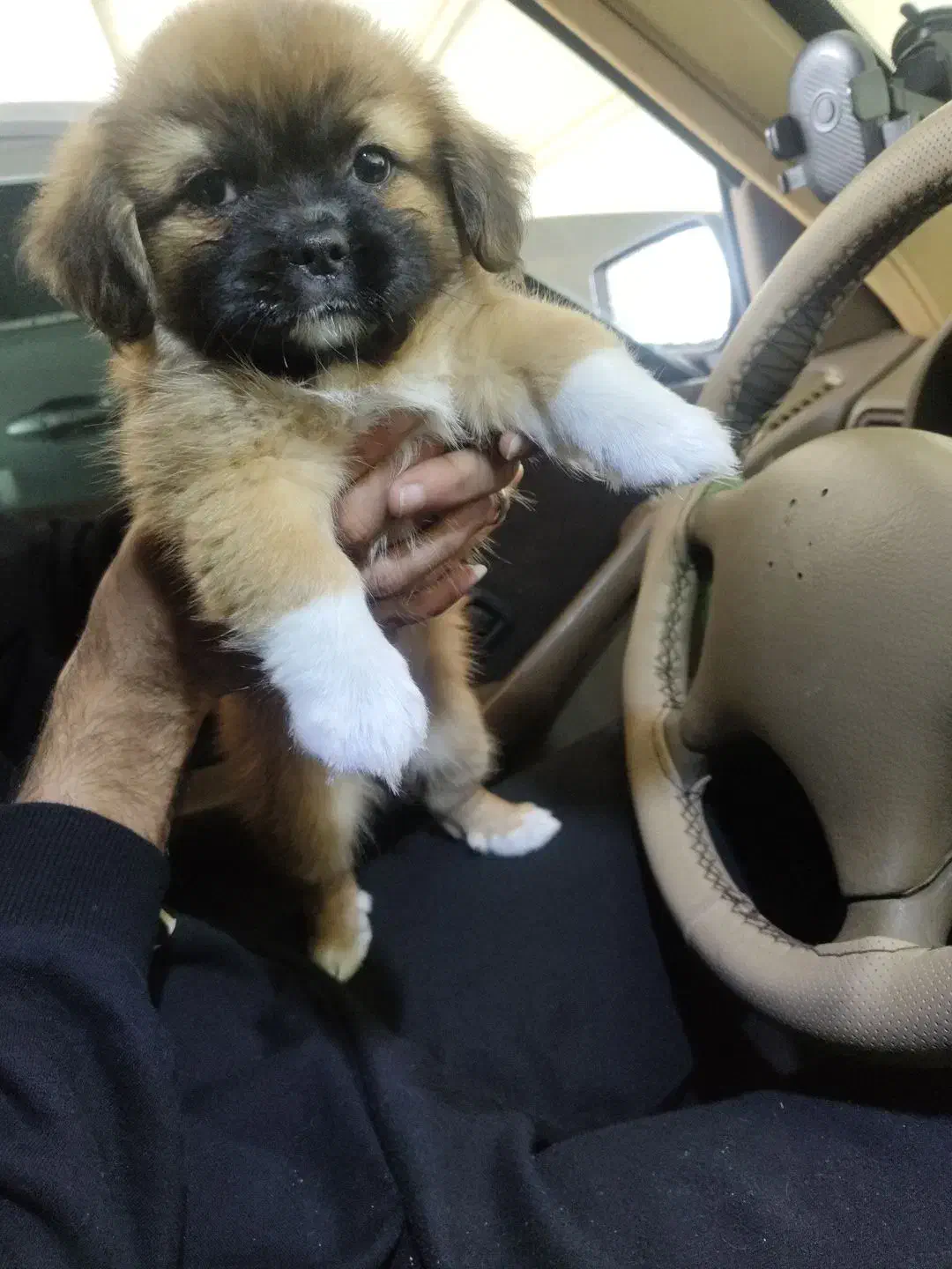 توله سگ|سگ|جم, |دیوار