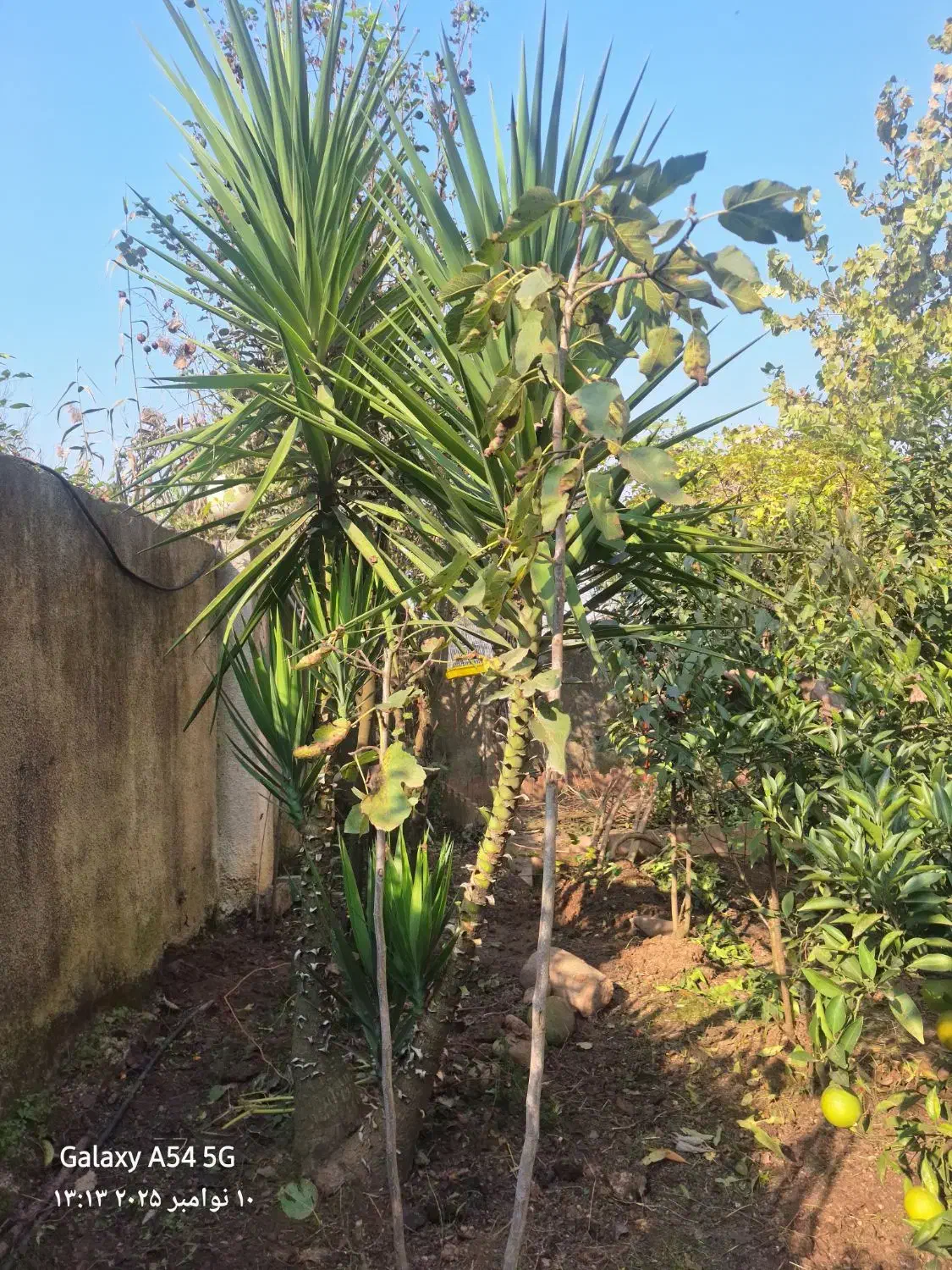 فروش گل جهت اکسیژن برای محوطه و|گل و گیاه طبیعی|لوشان, |دیوار