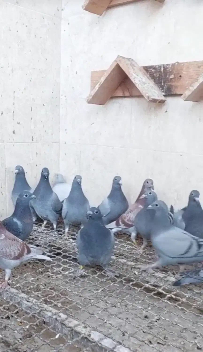 کبوتر|پرنده|اهواز, امانیه|دیوار