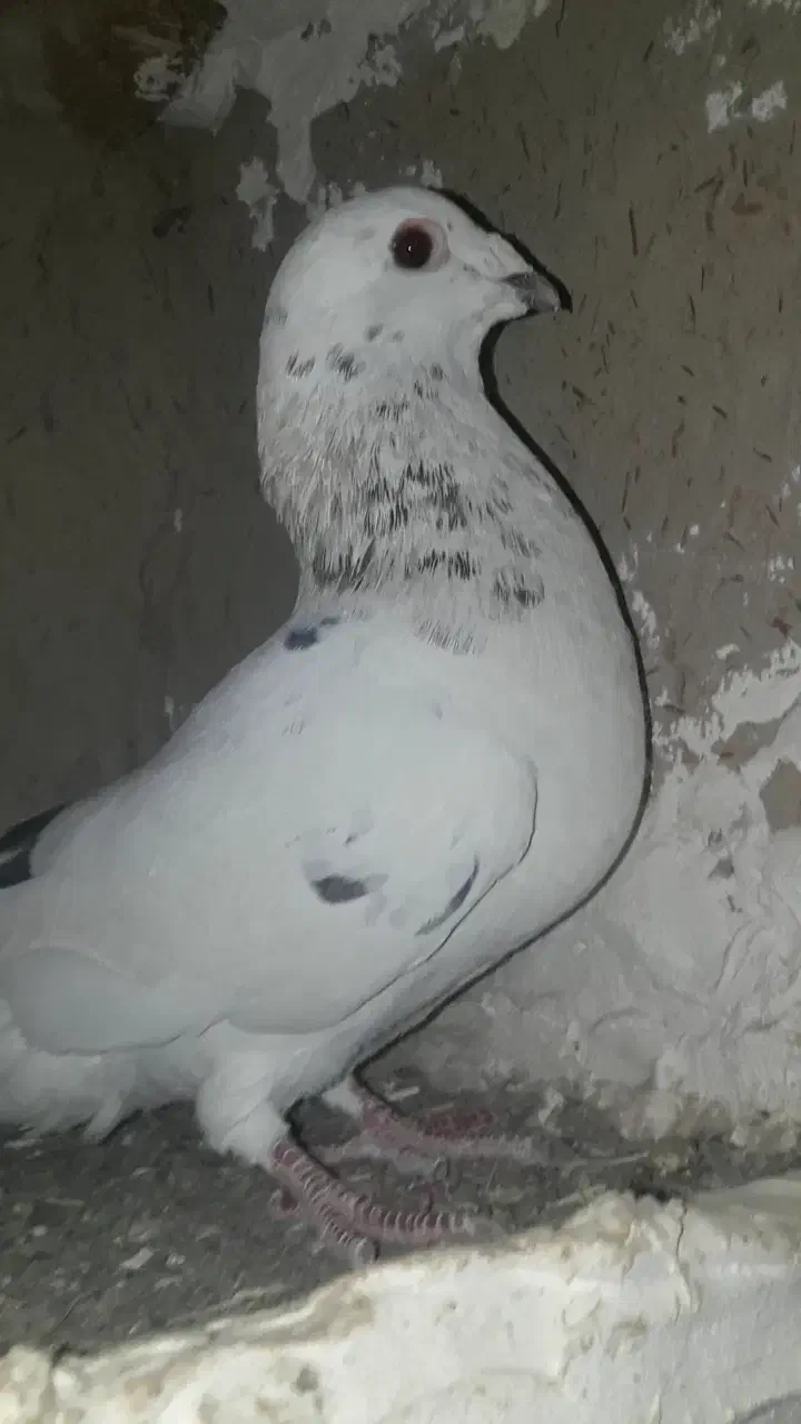 کفتر سرور هفترنگ سوزنی|پرنده|چناران, |دیوار