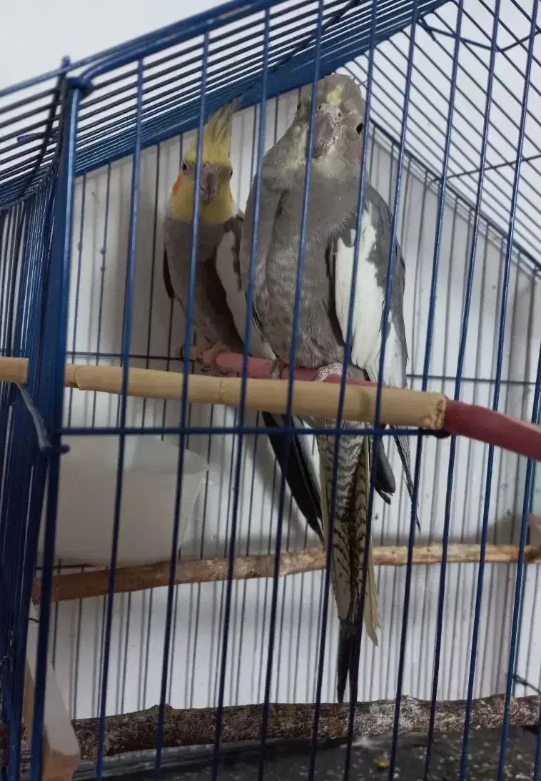 عروس هلندی مولد|پرنده|سمنان, |دیوار