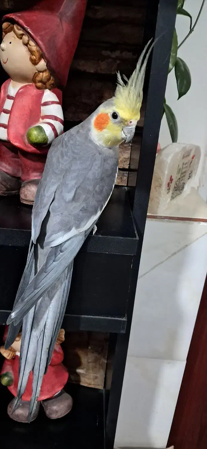 عروس هلندی|پرنده|آباده, |دیوار