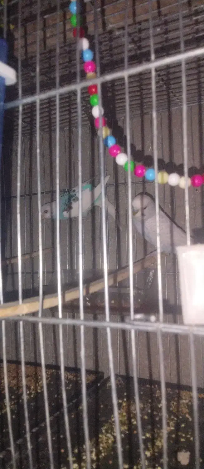 مرغ عشق|پرنده|ایرانشهر, |دیوار