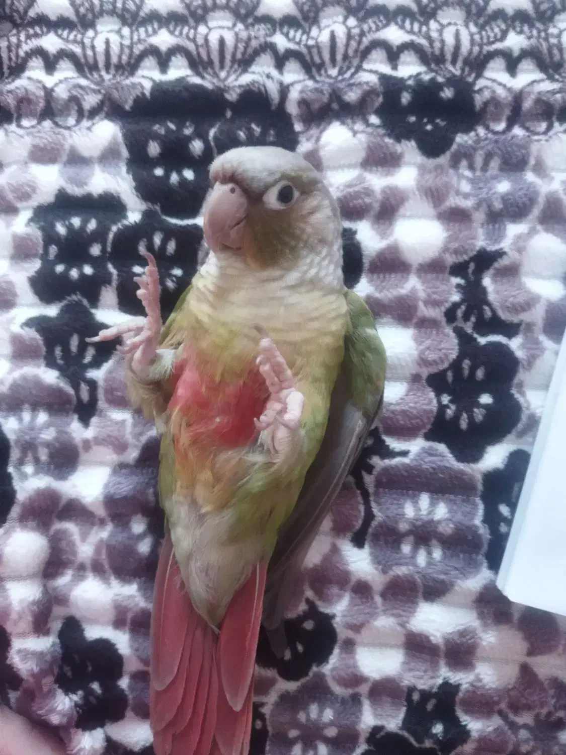 گمشده طوطی گرینچیک|حیوانات|محمدیه-قزوین, |دیوار