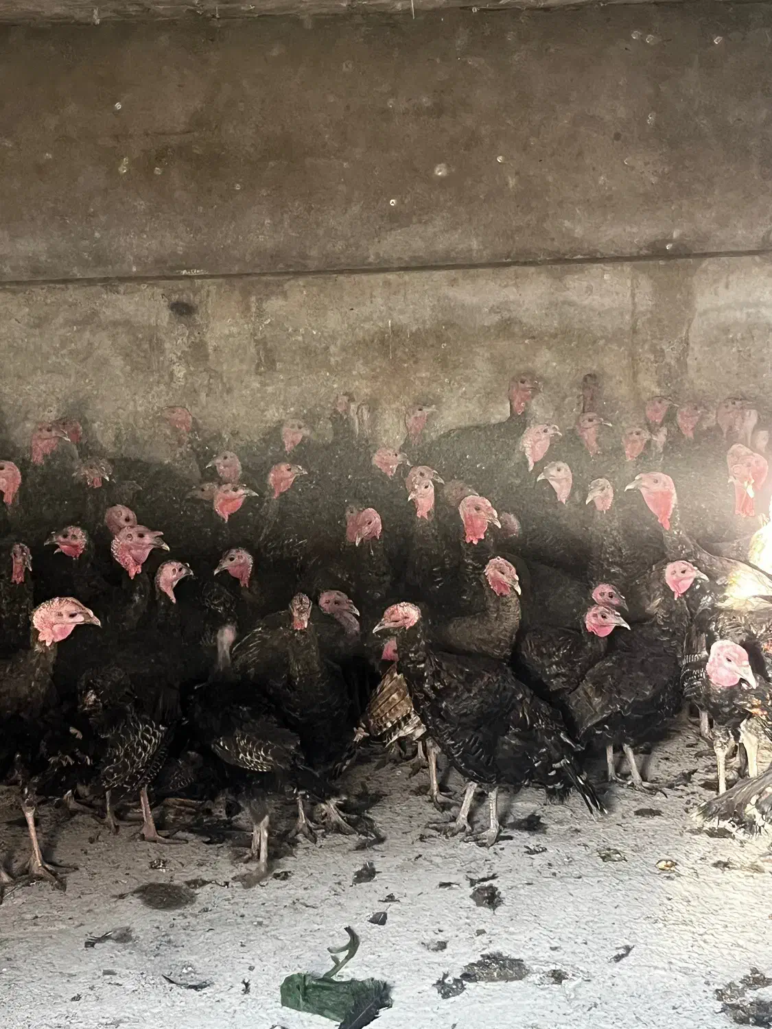 فروش بوقلمون.|حیوانات مزرعه|سرخرود, |دیوار