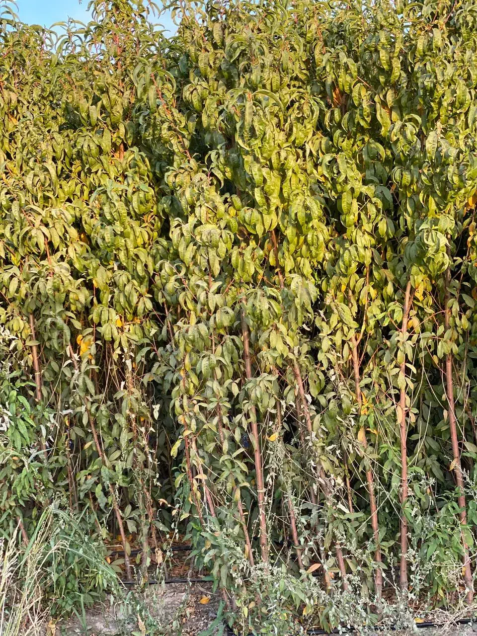 نهال های با  کیفیت و مقاوم|خدمات باغبانی و درختکاری|رودشت (چهارمحال و بختیاری), |دیوار