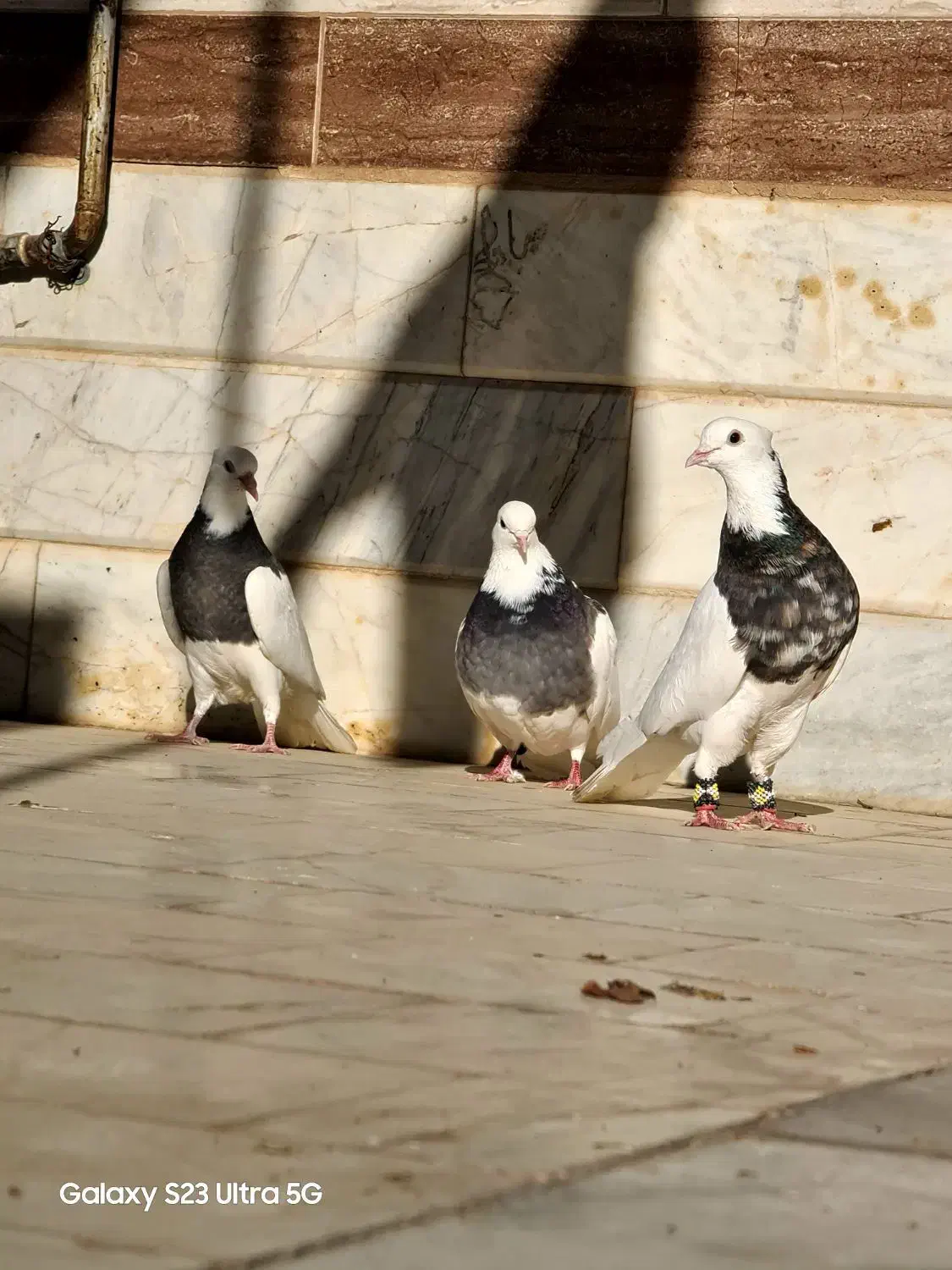 سه تا طوقی|پرنده|بردسکن, |دیوار