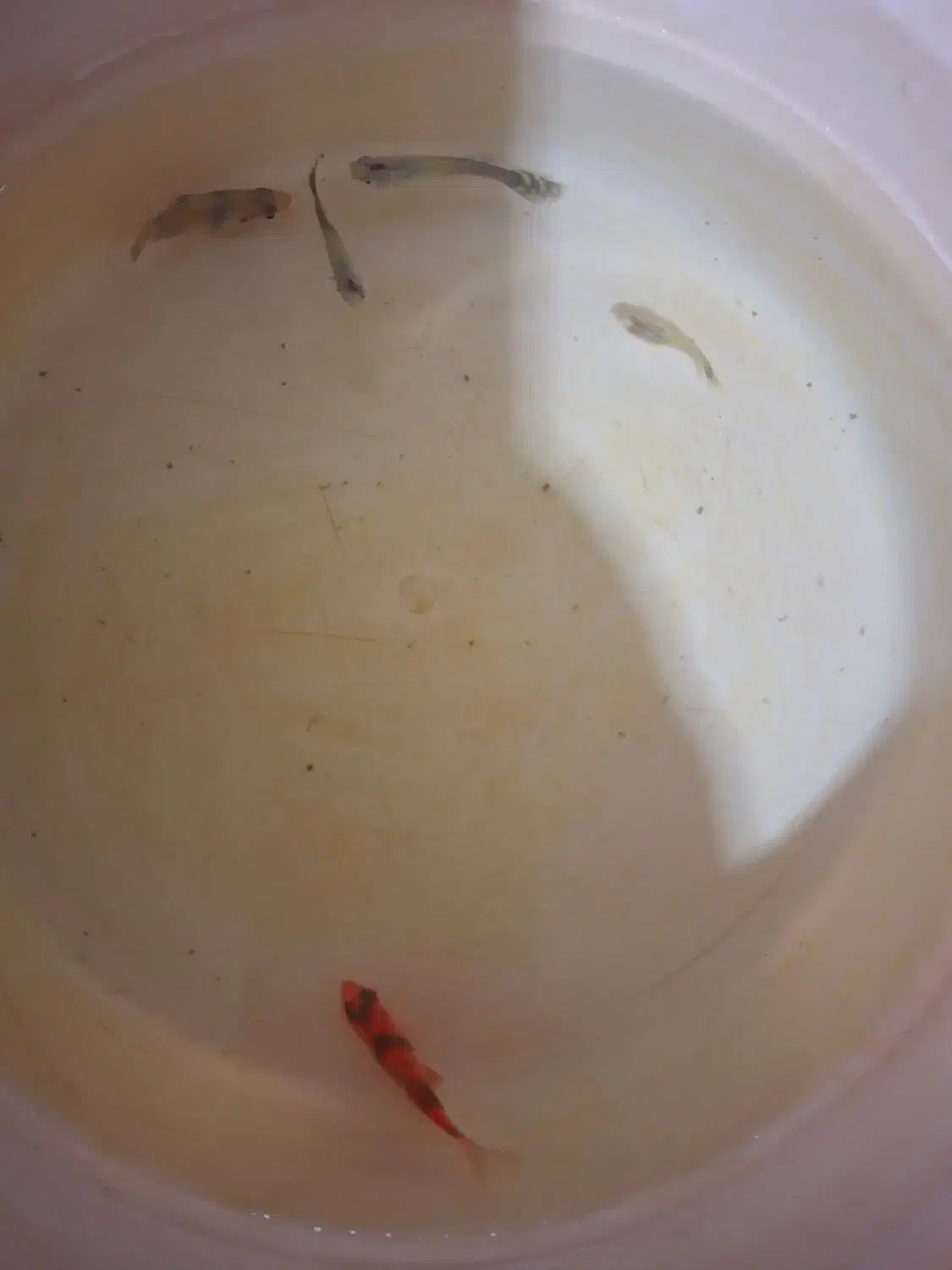 آکواریوم سایزمتوسط|ماهی|مشهد, فریزی|دیوار