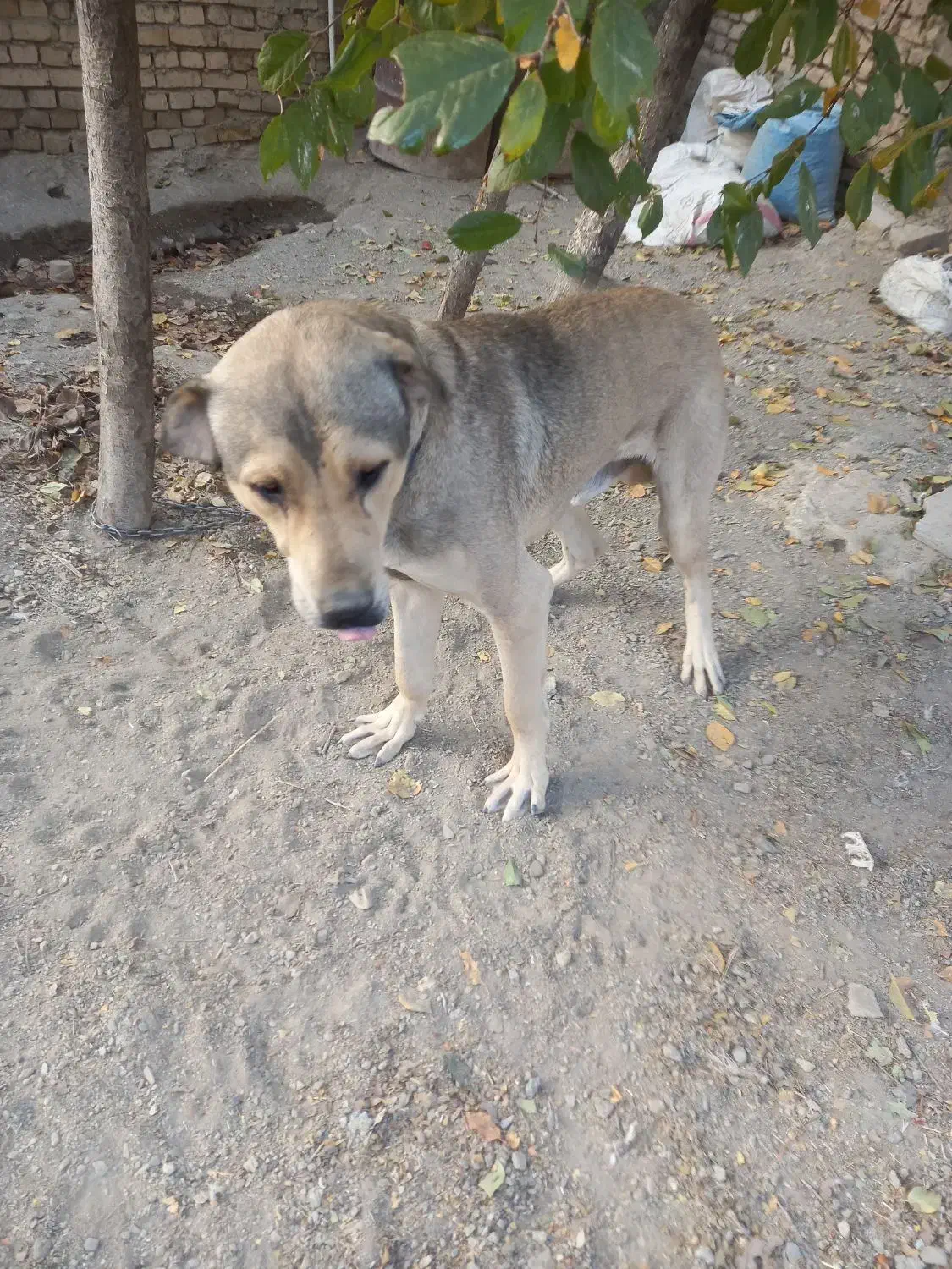 سگ پژدر یک سال|سگ|ملایر, |دیوار